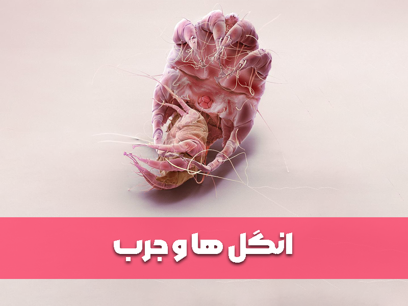 انگل ها و جرب